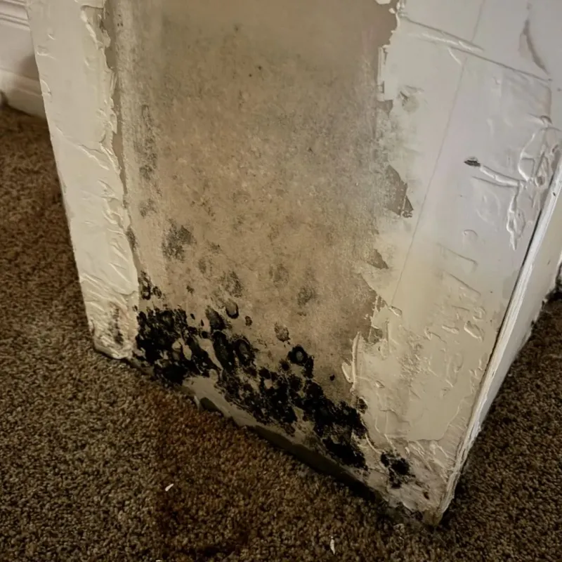 Professional Mold Removal in Hamlin, WV